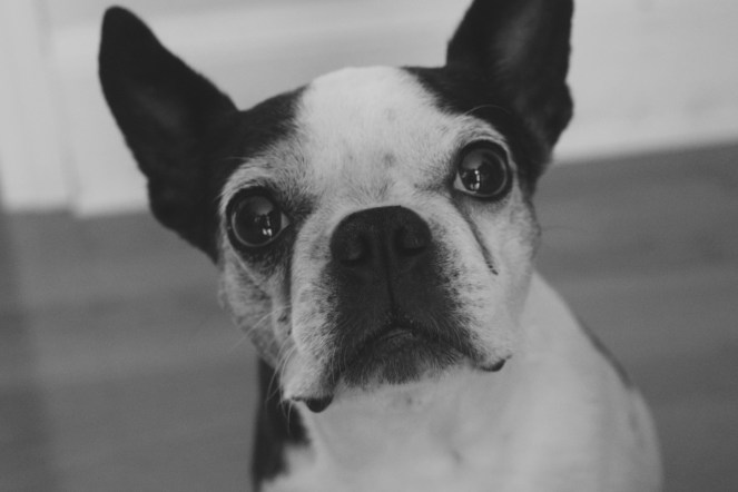 My cute dog Tessie | lookingjoligood.wordpress.com