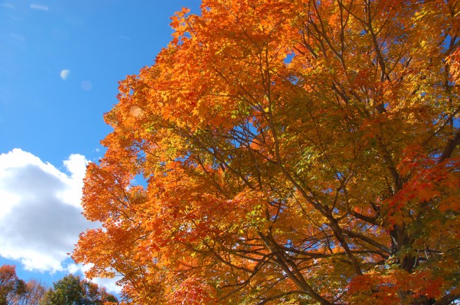 Fall In New England | lookingjoligood.wordpress.com