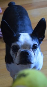 1, 2, 3, 4! New Eye Shadow Palettes! | lookingjoligood.wordpress.com