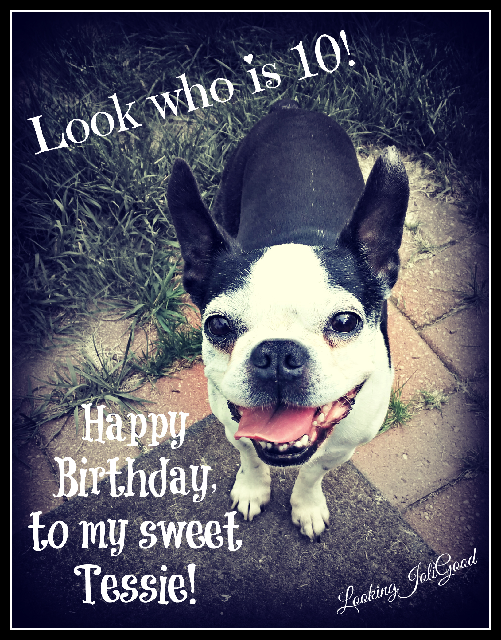 Happy 10th Birthday Tessie! | lookingjoligood.wordpress.com