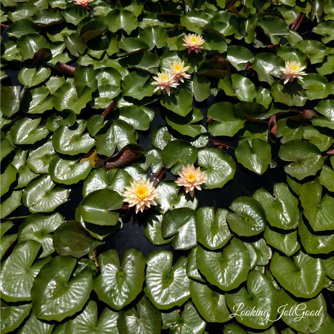 WaterLilies