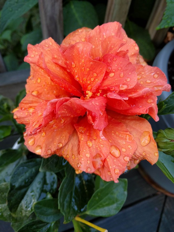 hibiscus | lookingjoligoodwordpress.com