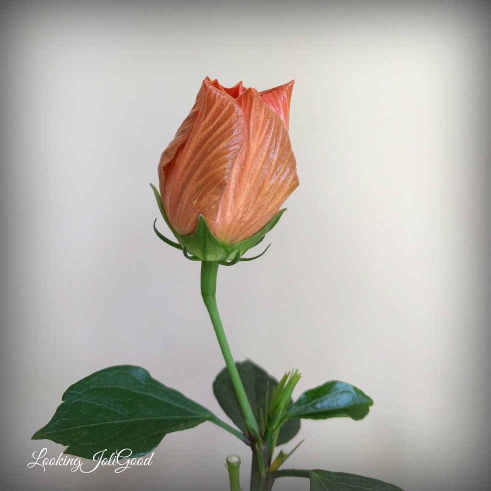 Potential | lookingjoligood.wordpress.com