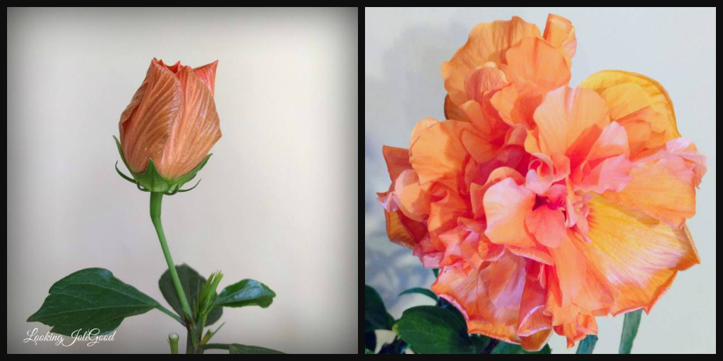 bloom where you are planted | lookingjoligood.wordpress.com