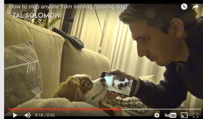 snoring dog | lookingjoligood.wordpress.com