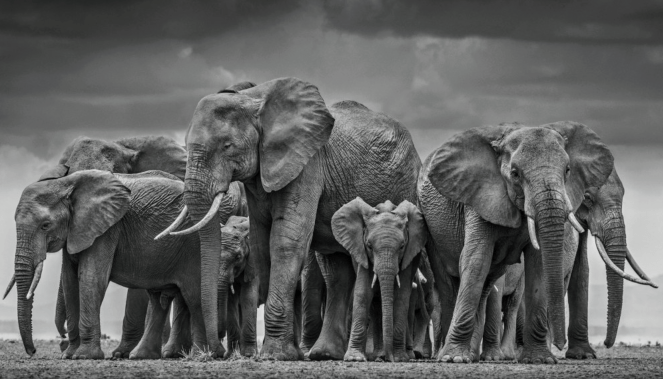 Elephants | lookingjoligood.blog