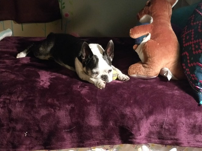 sleepy doggy | lookingjoligood.blog