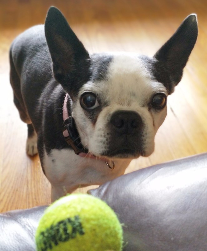 Tessie | lookingjoligood.blog