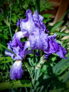 flowers | lookingjoligood.blog