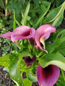 flowers | lookingjoligood.blog