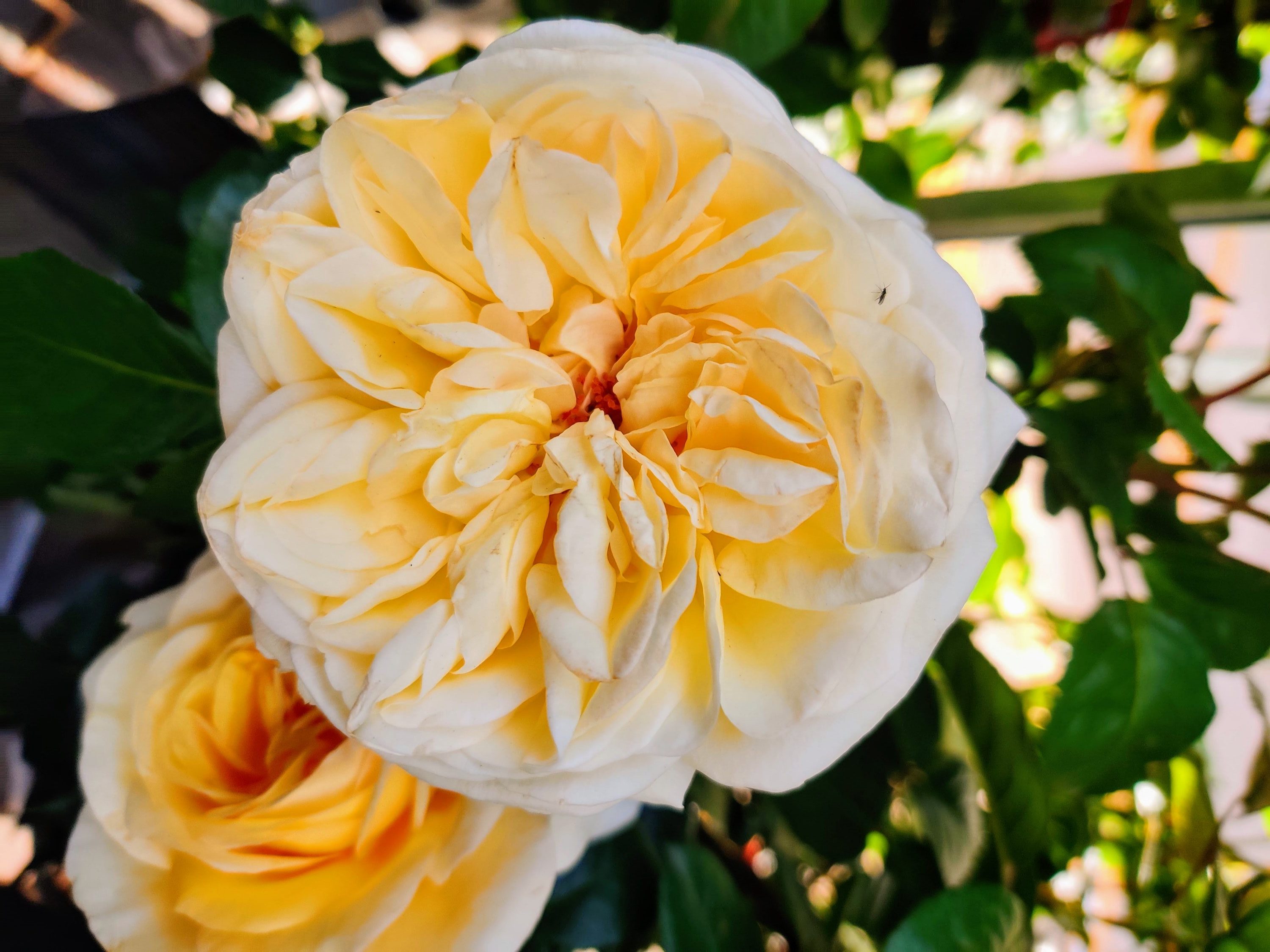 beautiful peonies | lookingjoligood.blog